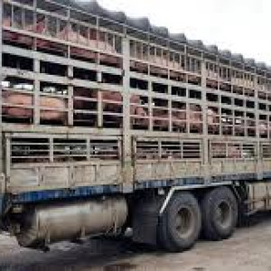 Cần tìm một anh tài xế Bằng C lái xe chở heo,Phước Tân Biên Hòa