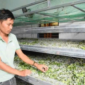 📣 TUYỂN NGƯỜI NUÔI TẰM QUY MÔ NHỎ