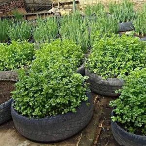 Nhà 3 Người Lớn Ở Tân Bình Cần Tuyển Gấp Chị Giúp Việc, Bao Ăn Ở, Lương 10 Triệu.